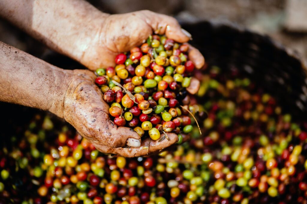 Planta del café